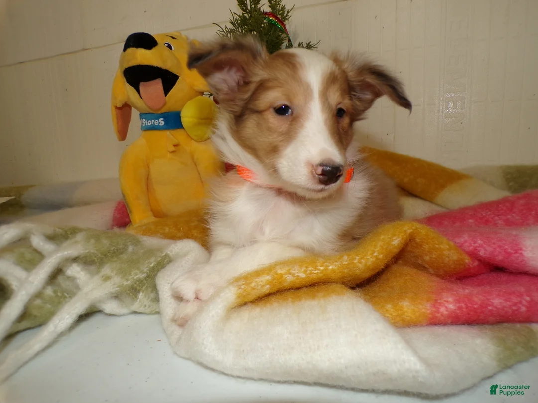 Shetland Sheepdog dogs for sale: Shetland Sheepdog Puppy 6 Molly - Ad 2