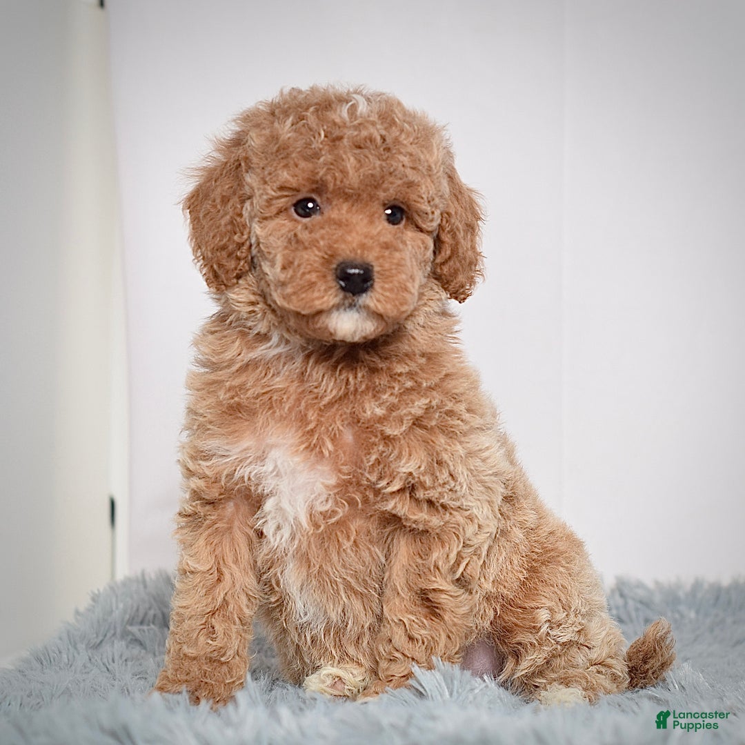 Mini Goldendoodle dogs for sale: Ms. Olivia - Ad 3
