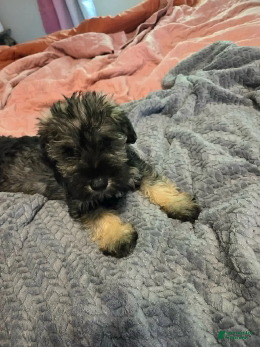 Miniature Schnauzer dogs for sale: Black Collar - Ad 2