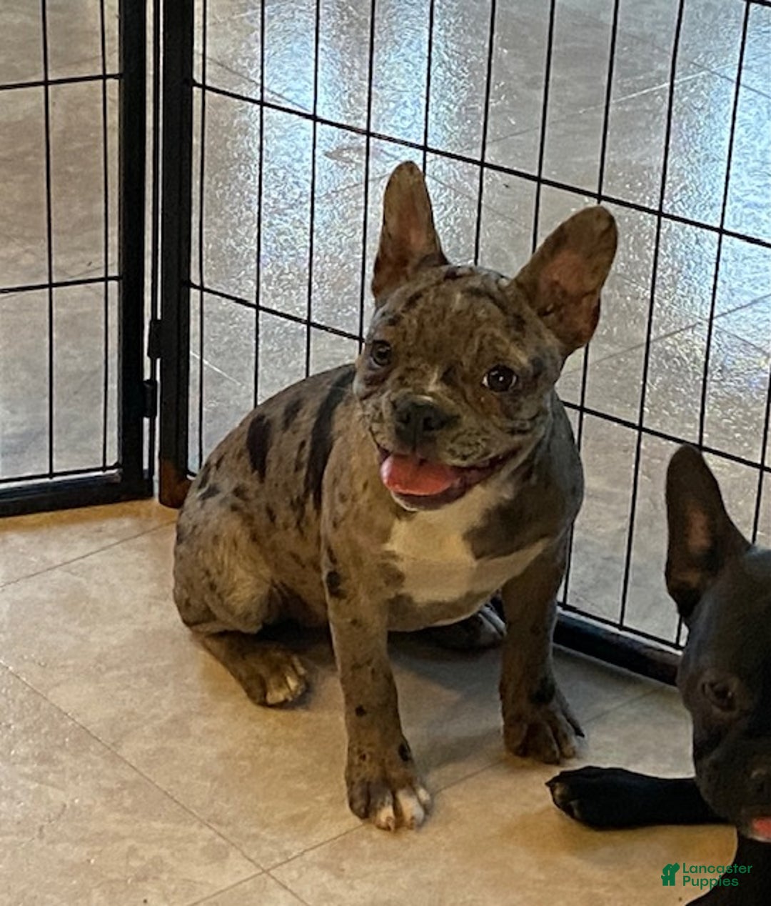 Frenchton dogs for sale: Gypsy - Ad 2