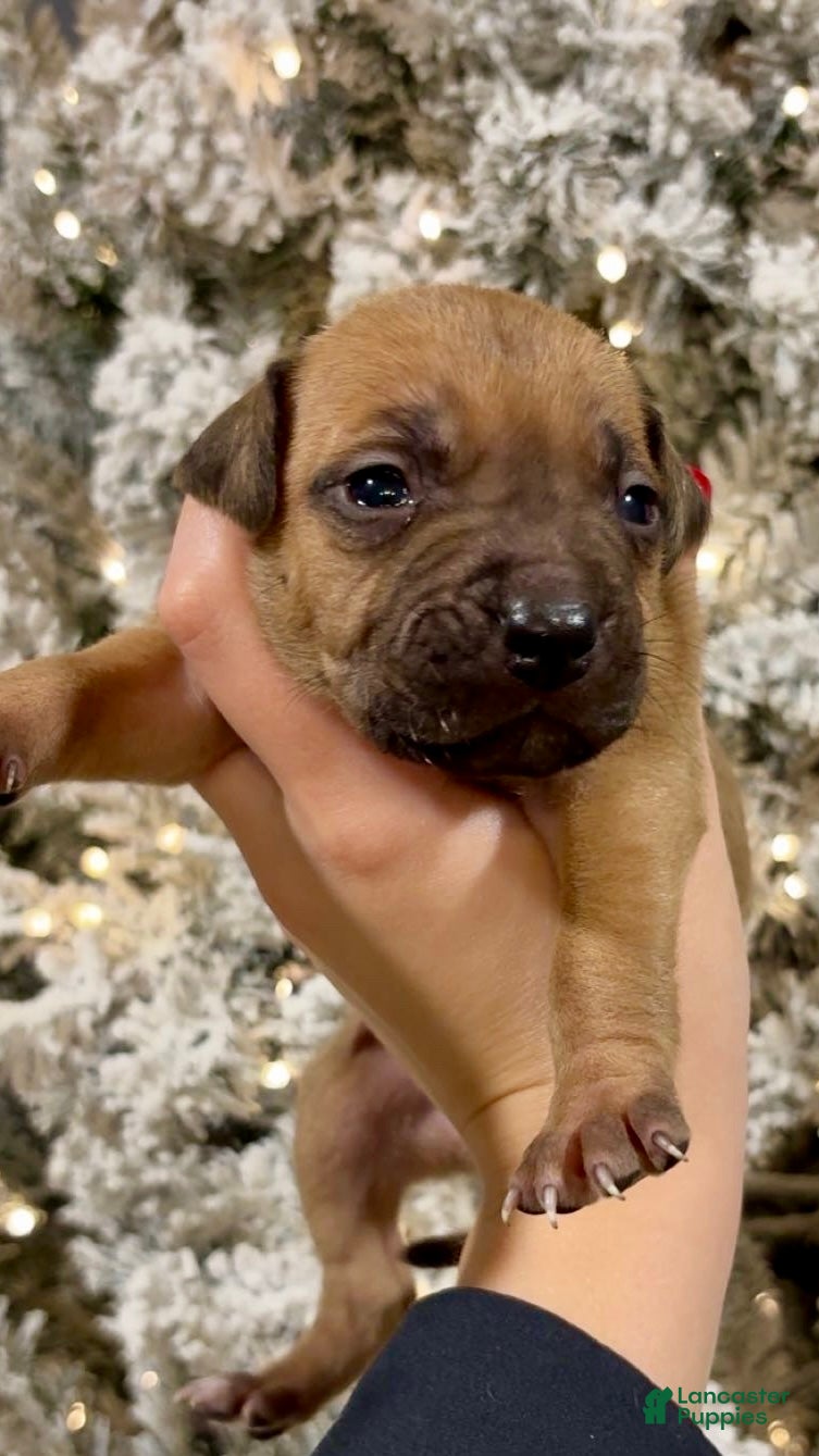 Mixed Breed dogs Anna - Ad 27