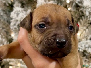 Mixed Breed dogs Anna - Ad 40