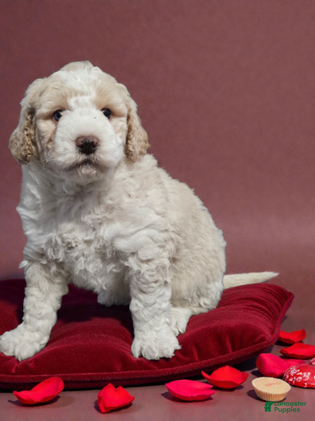 Mini Bernedoodle dogs for sale: Bernard - Ad 1