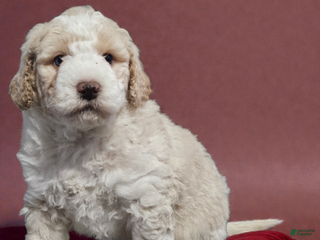 Mini Bernedoodle dogs Bernard - Ad 12