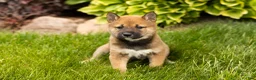 Shiba Inu dogs for sale: Jocelyn  - Ad 2
