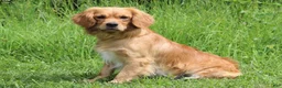 Miniature Golden Retriever dogs for sale: Pumpkin - Ad 7