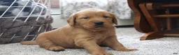 Golden Retriever dogs for sale: North - Ad 6