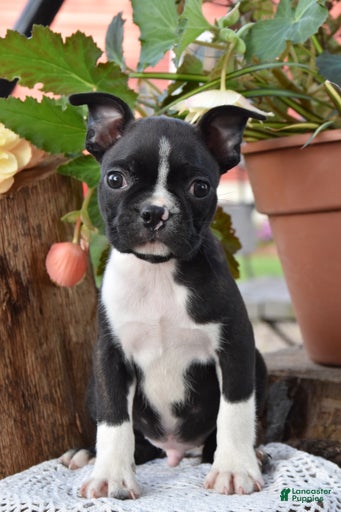 Gallery Image {{count}}