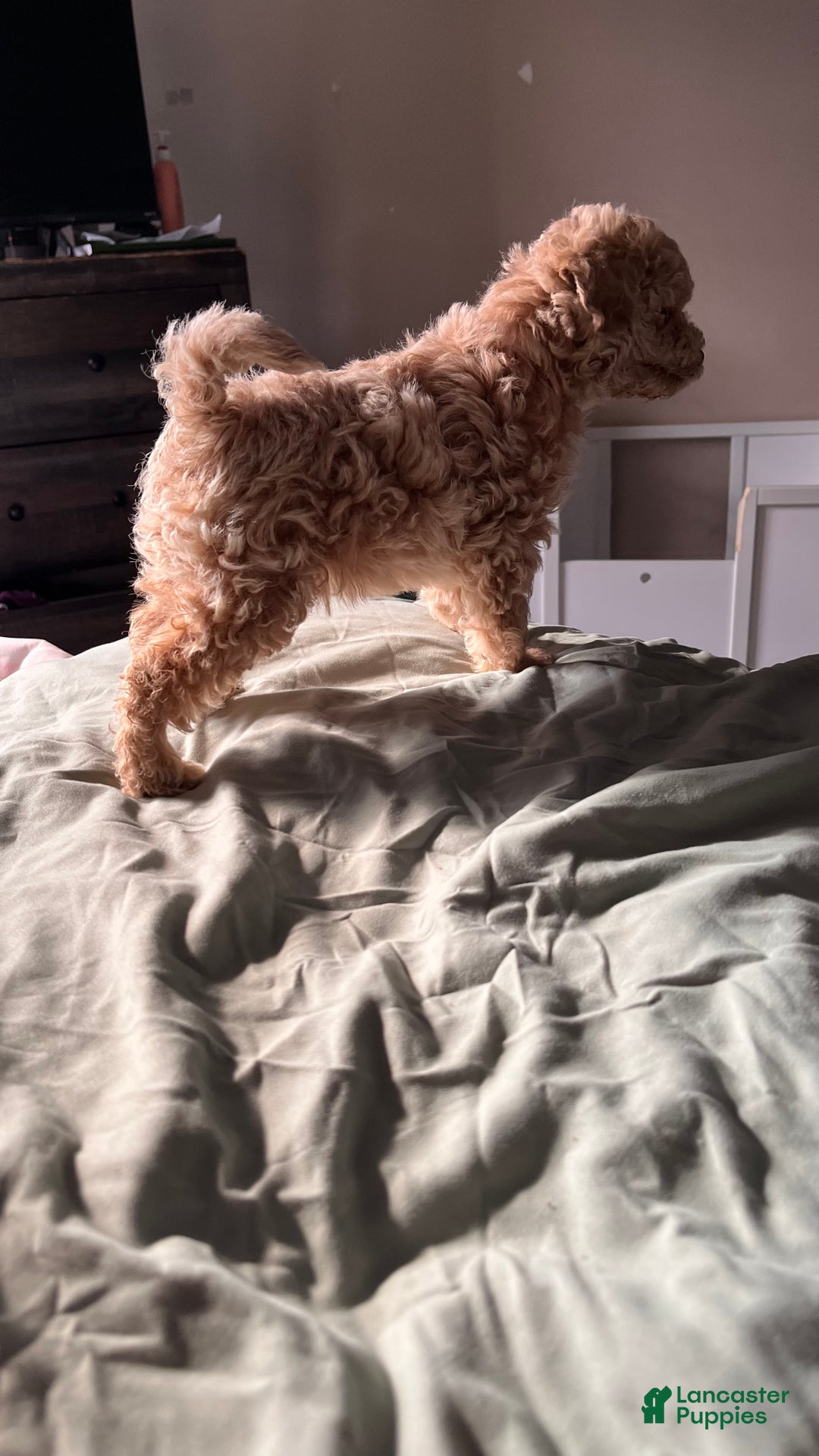 Bichpoo dogs for sale: Harlow - Ad 7