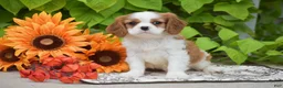 Cavalier King Charles Spaniel dogs for sale: Jackson - Ad 1