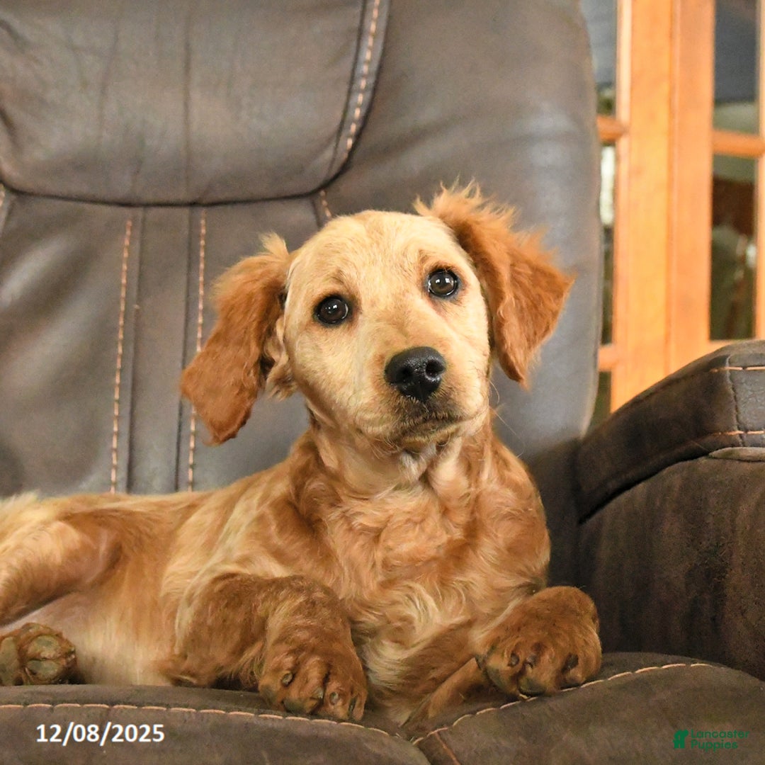 Mini Goldendoodle dogs for sale: Sam - Ad 5