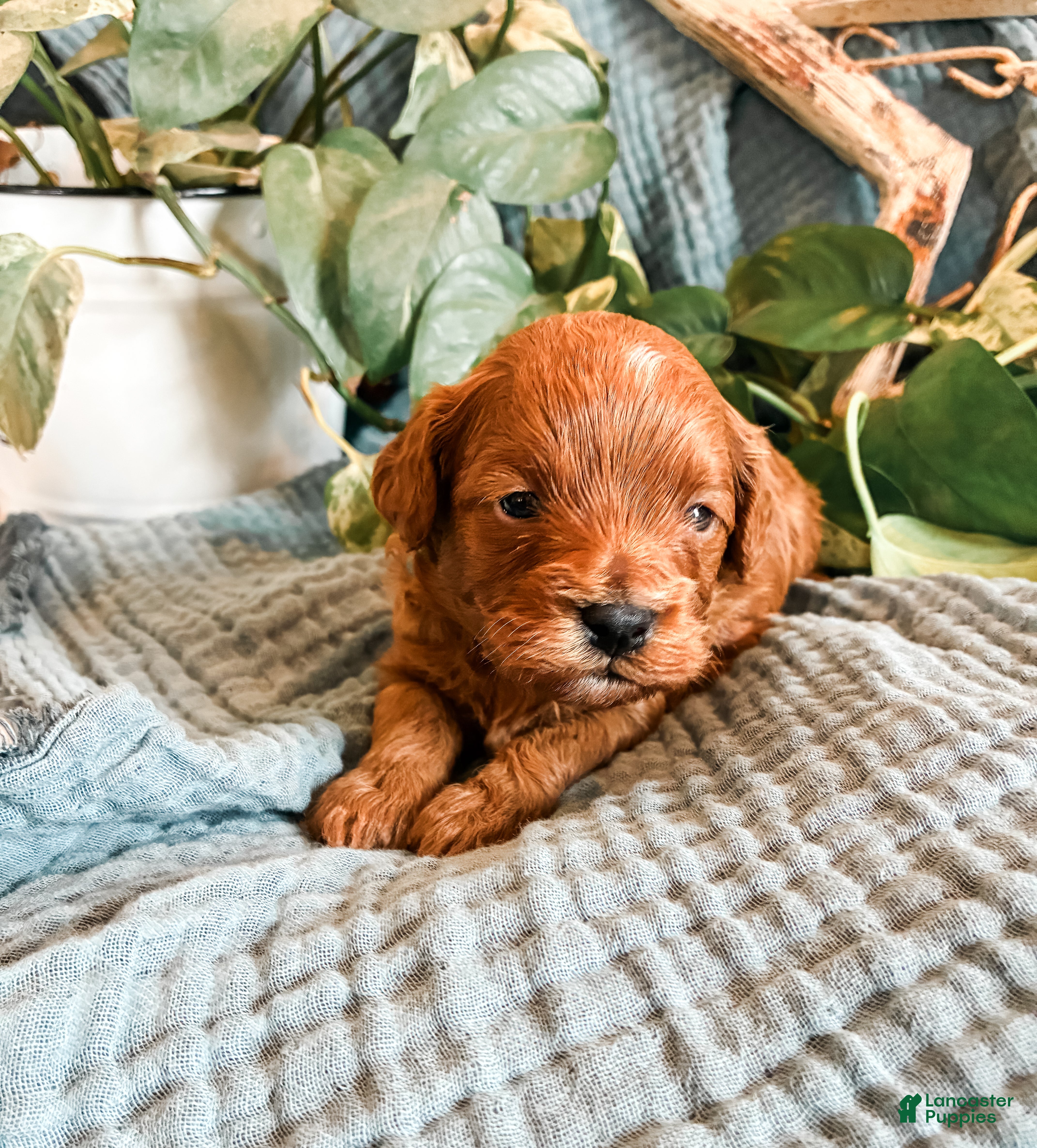 Cavapoo dogs Mossy - Ad 1