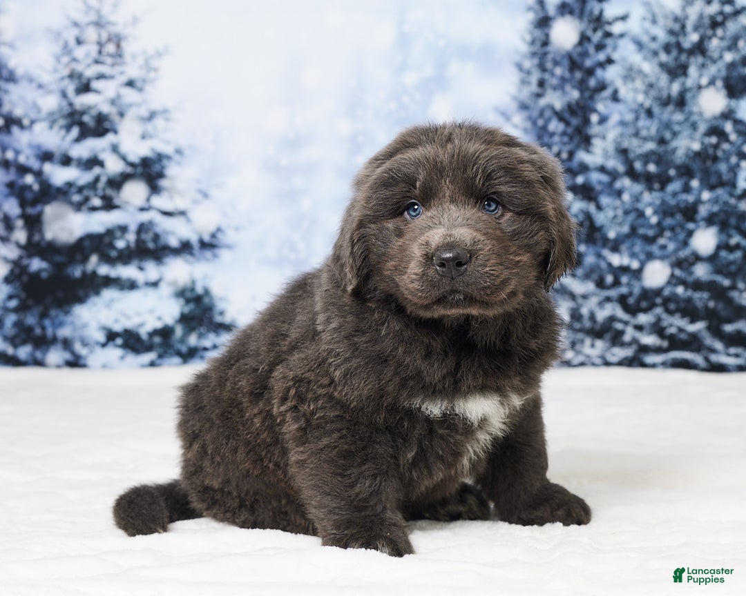 Newfoundland dogs for sale: Cole - Ad 5