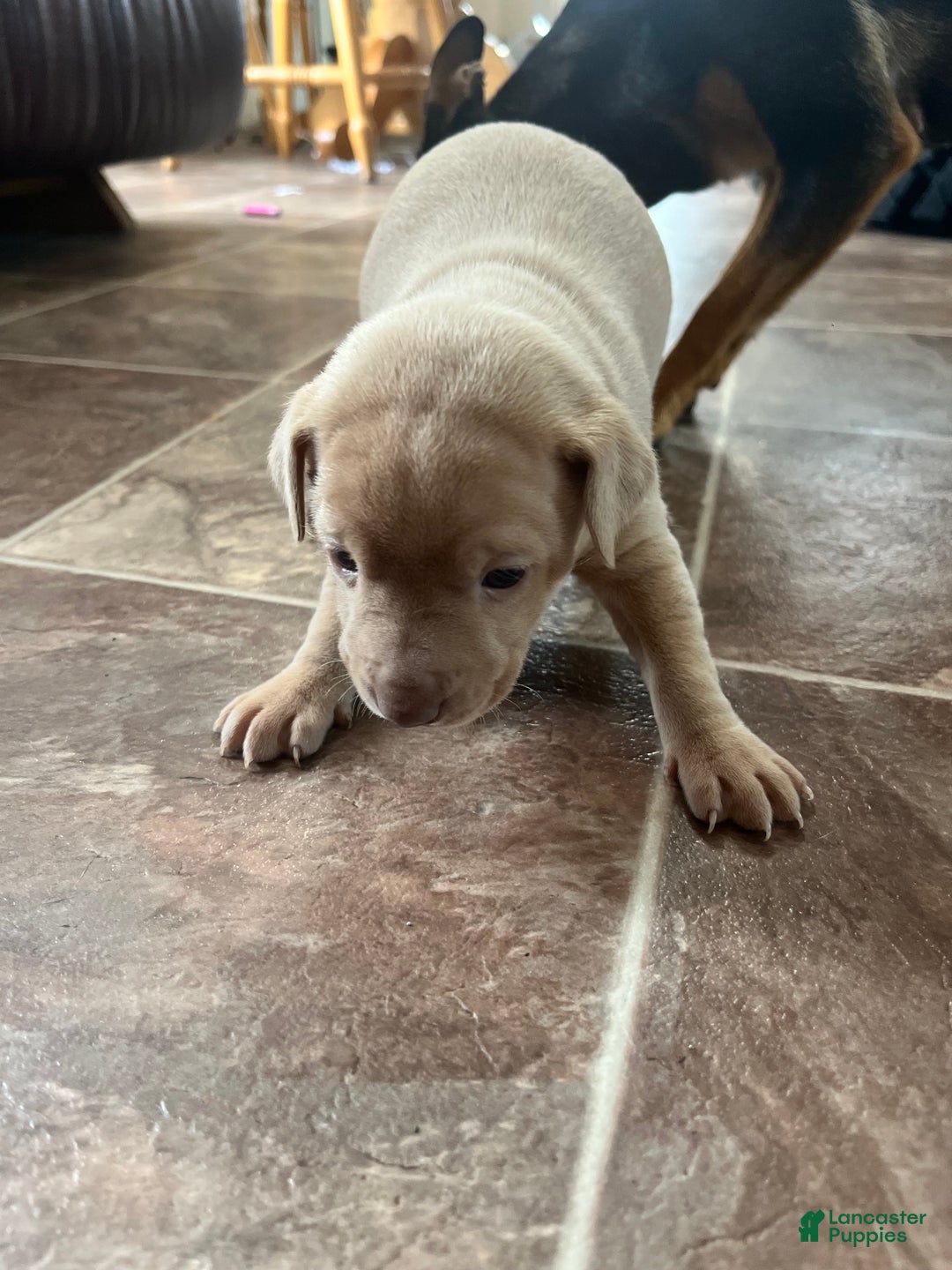 Rat Terrier dogs for sale: Flora - Ad 4