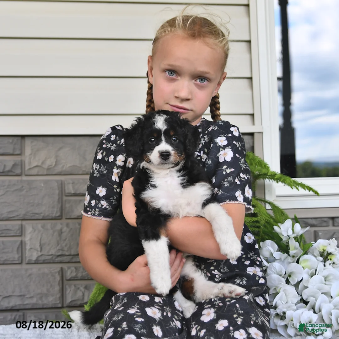Mini Bernedoodle dogs for sale: Tulip - Ad 2