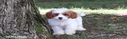 Cavapoochon dogs for sale: Ciera - Ad 5