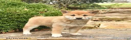 Shiba Inu dogs for sale: Daisy  - Ad 3