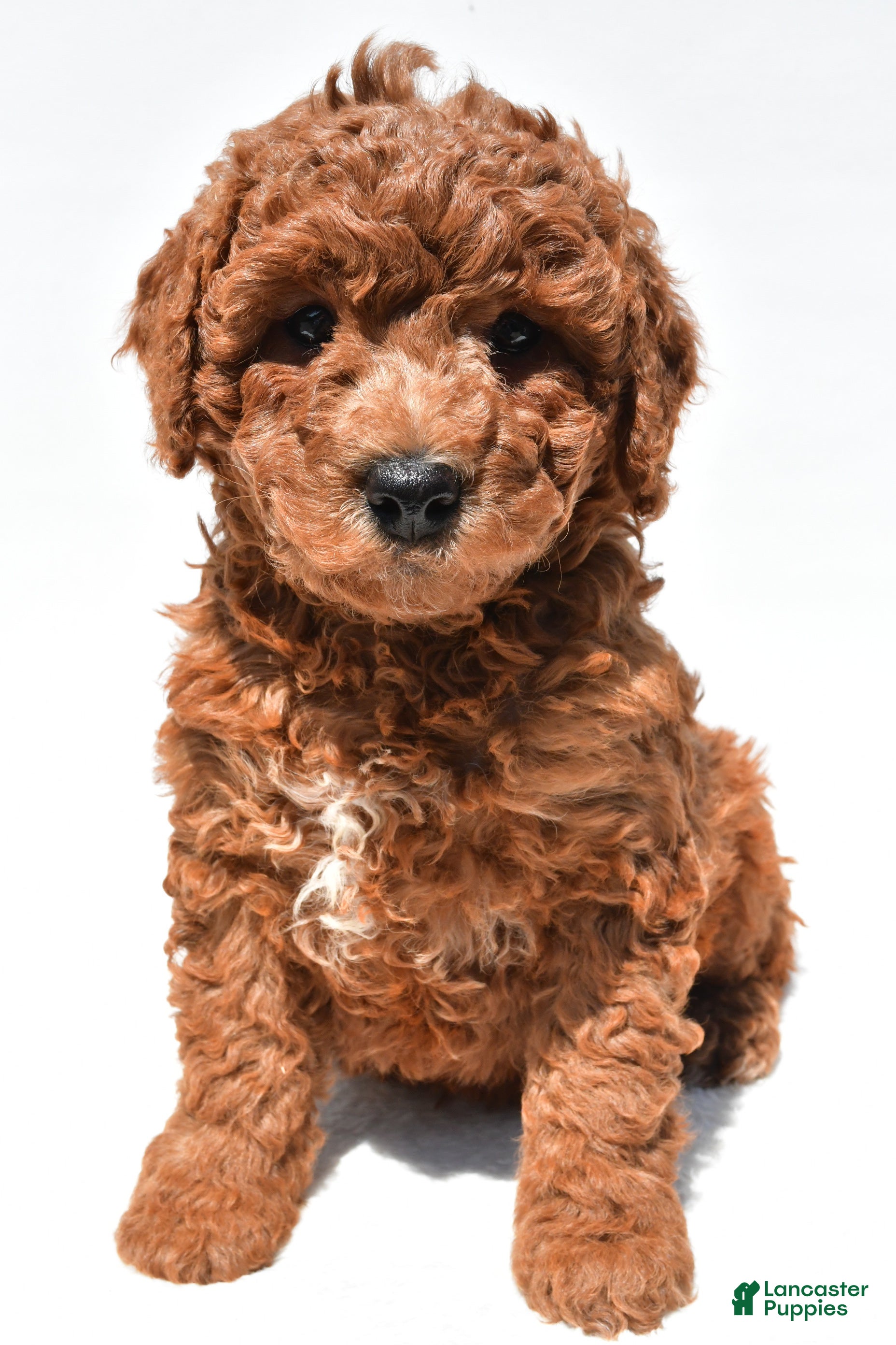 Mini Goldendoodle dogs Holly - Ad 2