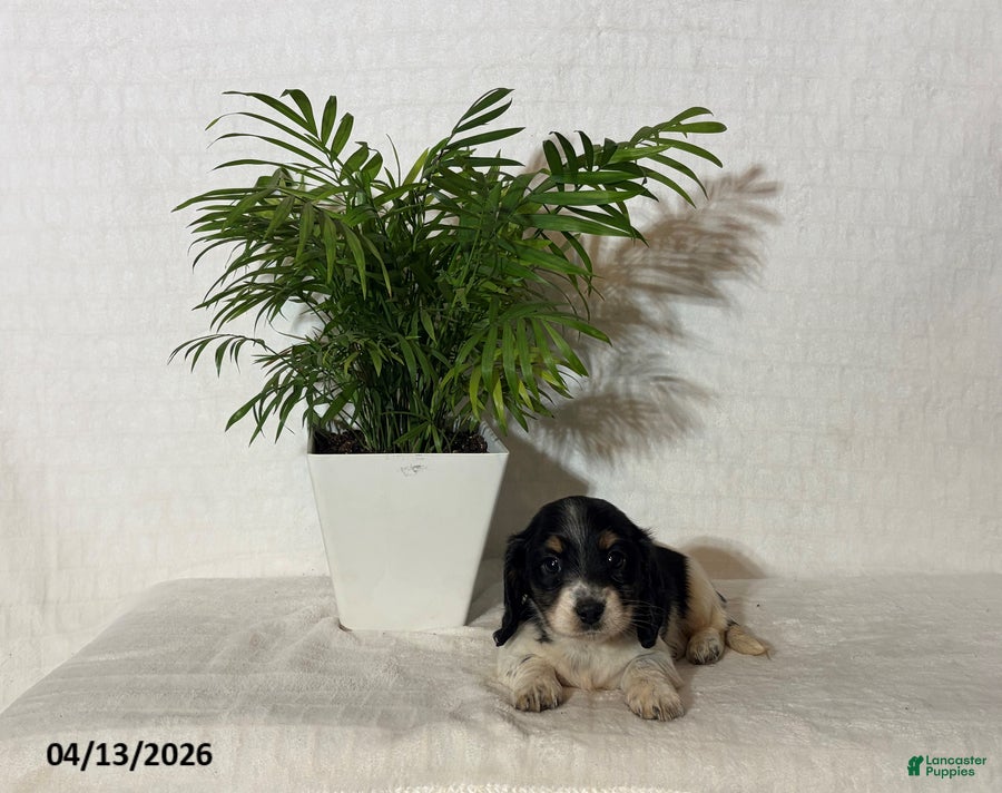 Miniature Dachshund dogs Abigail - Ad 1