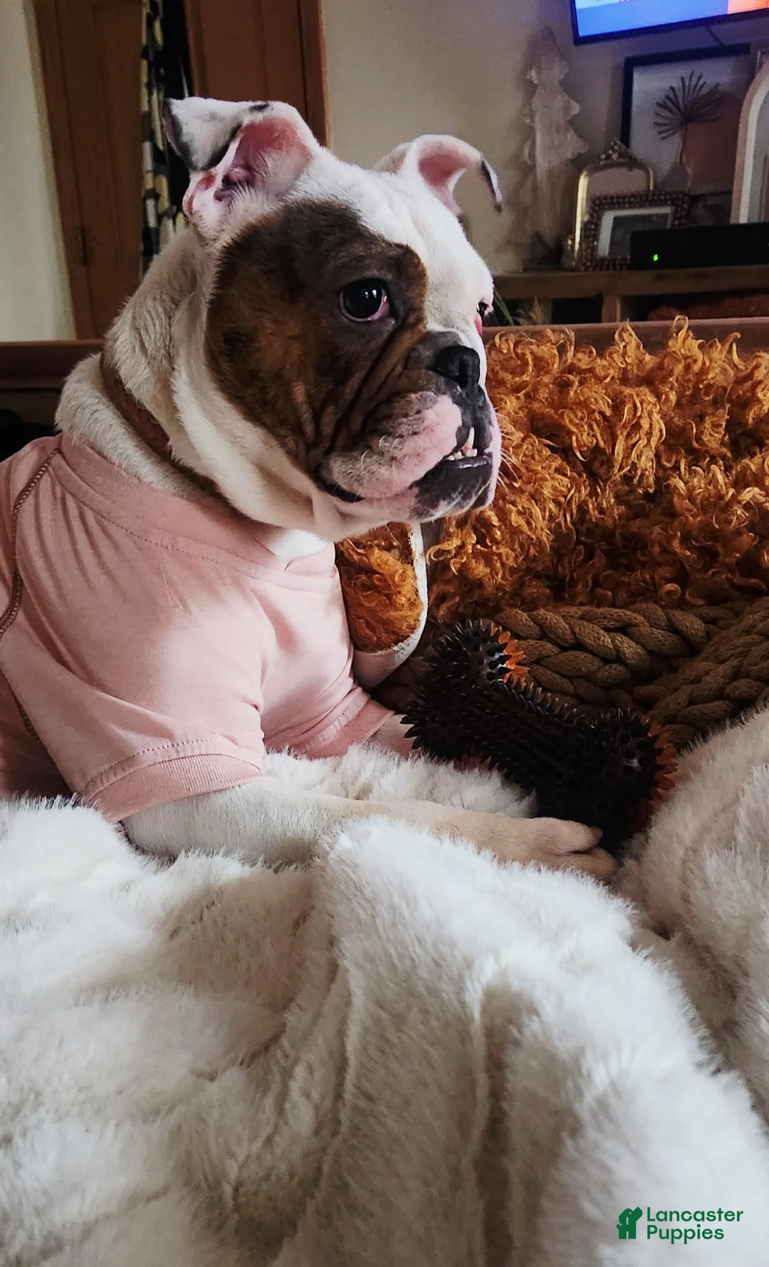 English Bulldog dogs for sale: English Bulldog Puppy 1 - Ad 2