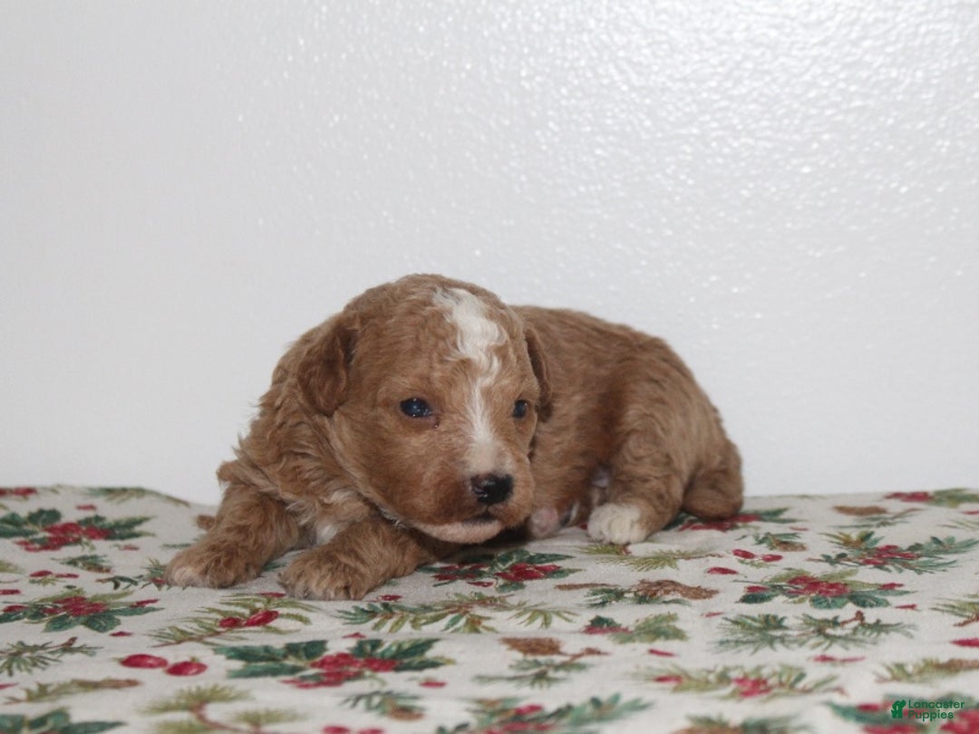 Miniature Poodle dogs for sale: Gabby - Ad 2