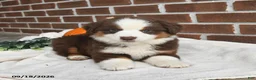 Miniature Australian Shepherd dogs for sale: Hickory - Ad 2