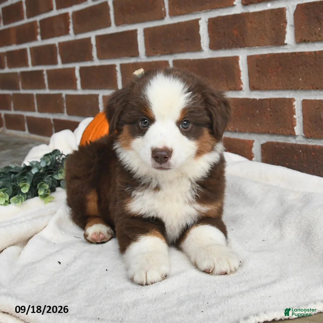 Miniature Australian Shepherd dogs for sale: Hickory - Ad 2