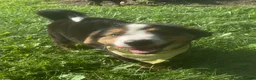 Mixed Breed dogs for sale: ♥️SWEET MOLLIE MAE♥️ - Ad 42