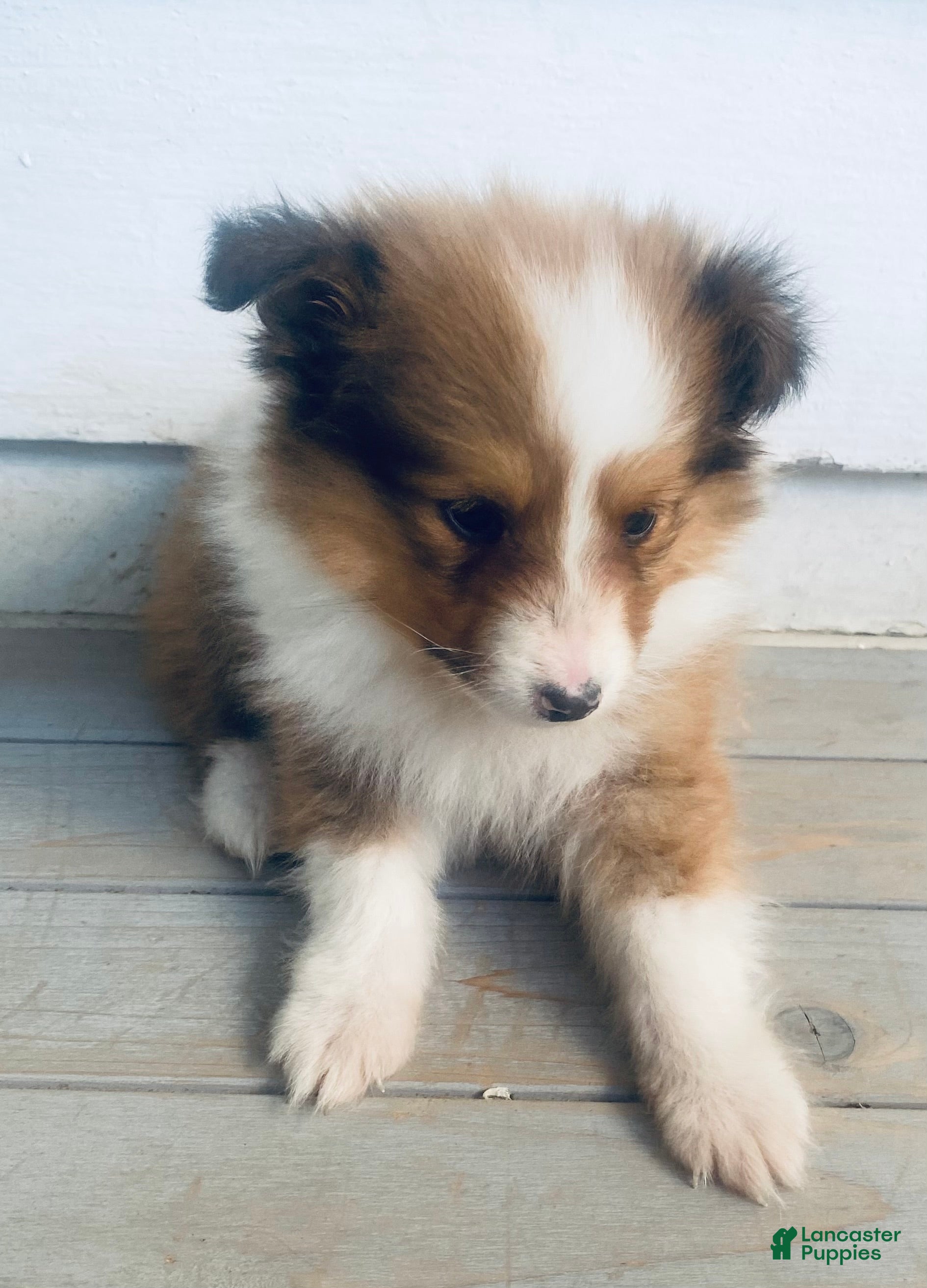 Shetland Sheepdog