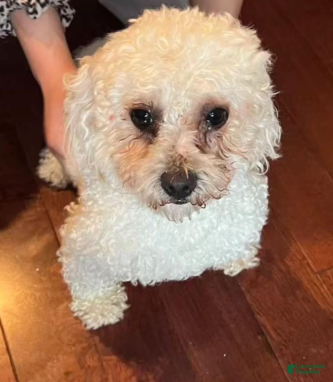 Cavapoo dogs for sale: Cavapoo Puppy 1 - Ad 3