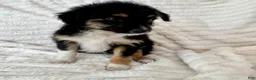 Mixed Breed dogs for sale: Bruno - Ad 3