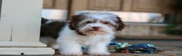 Havanese dogs for sale: Hope - Ad 15