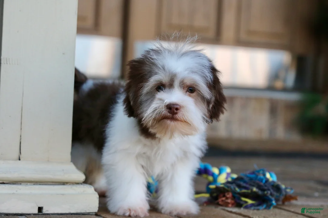 Havanese dogs for sale: Hope - Ad 15