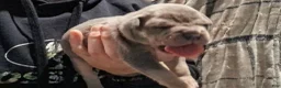 American Bully dogs for sale: American Bully Puppy 1 - Ad 12