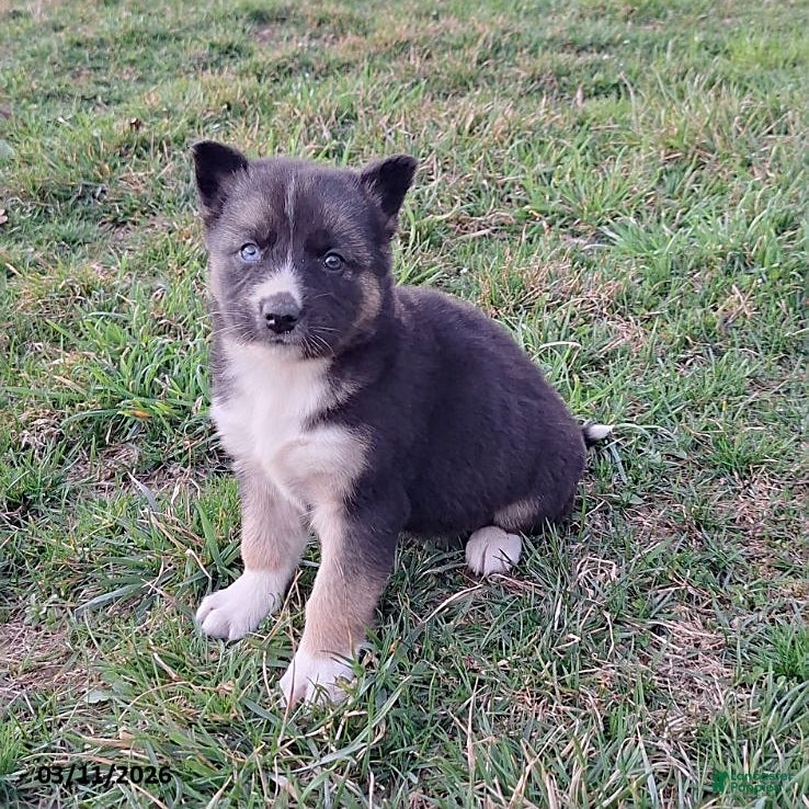 Gerberian Shepsky dogs Willow - Ad 2