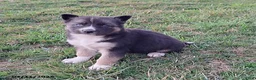 Gerberian Shepsky dogs for sale: Willow - Ad 2