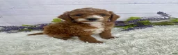 Miniature Poodle dogs for sale: Tyson - Ad 4