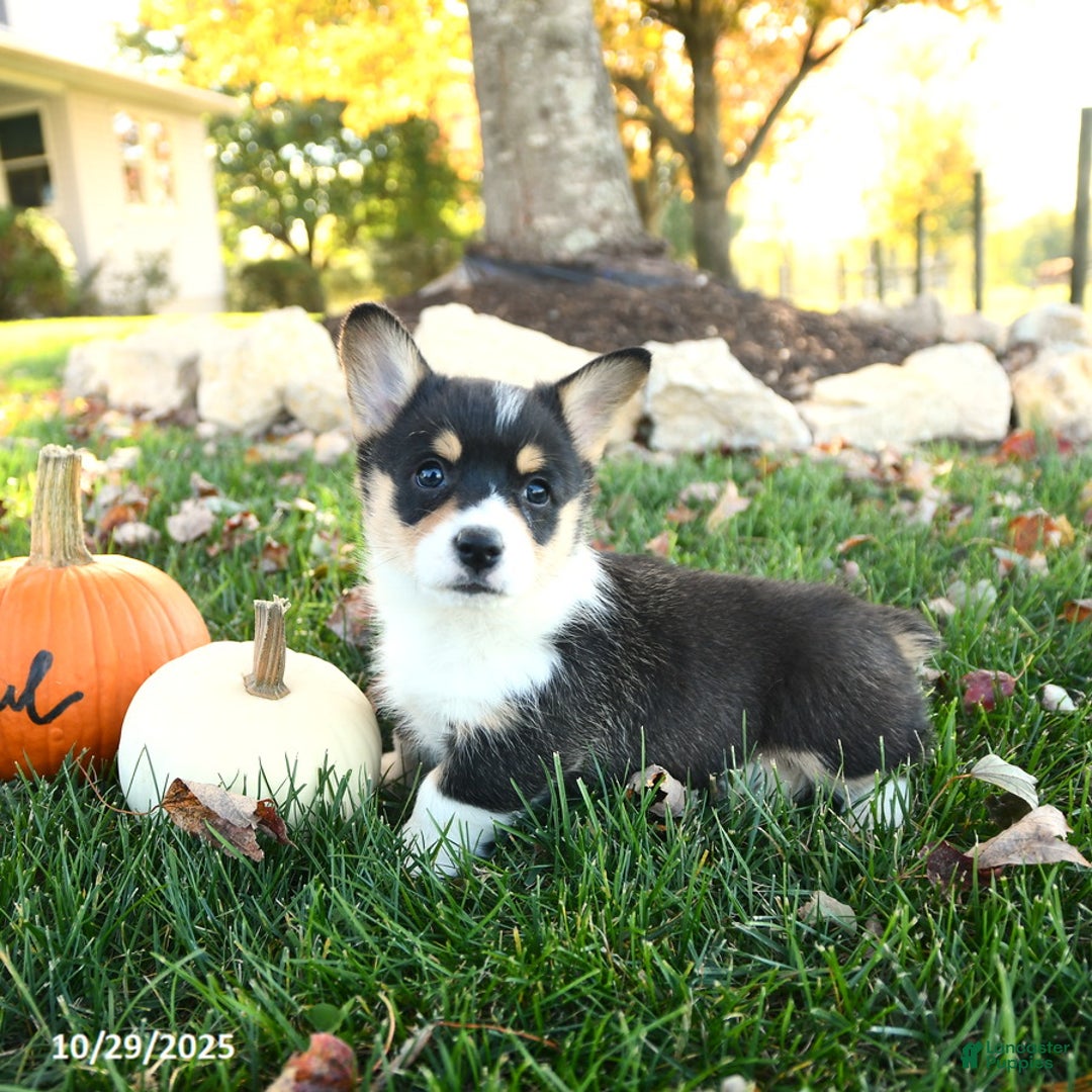 Welsh Corgi Pembroke dogs for sale: Archie - Ad 3
