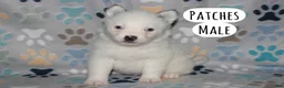Pomsky dogs for sale: Patches - Ad 2