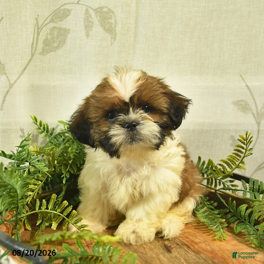 Shih Tzu dogs Dallas  - Ad 2