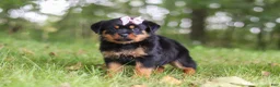 Rottweiler dogs for sale: Ivy - Ad 5