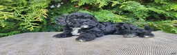Mini Bernedoodle dogs for sale: Brock - Ad 18