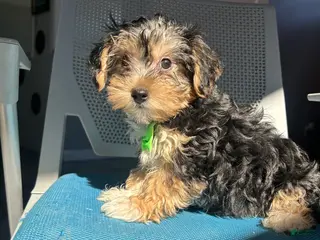 Mixed Breed dogs Mixed Breed Puppy 2 - Ad 23