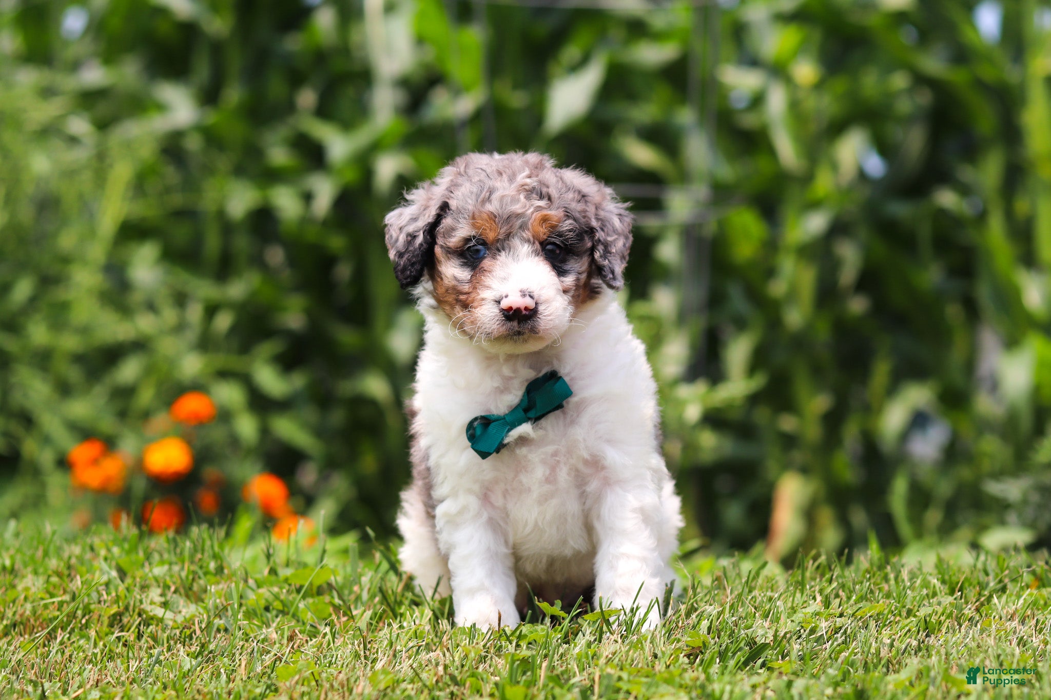 Mini Bernedoodle dogs Grady - Ad 1