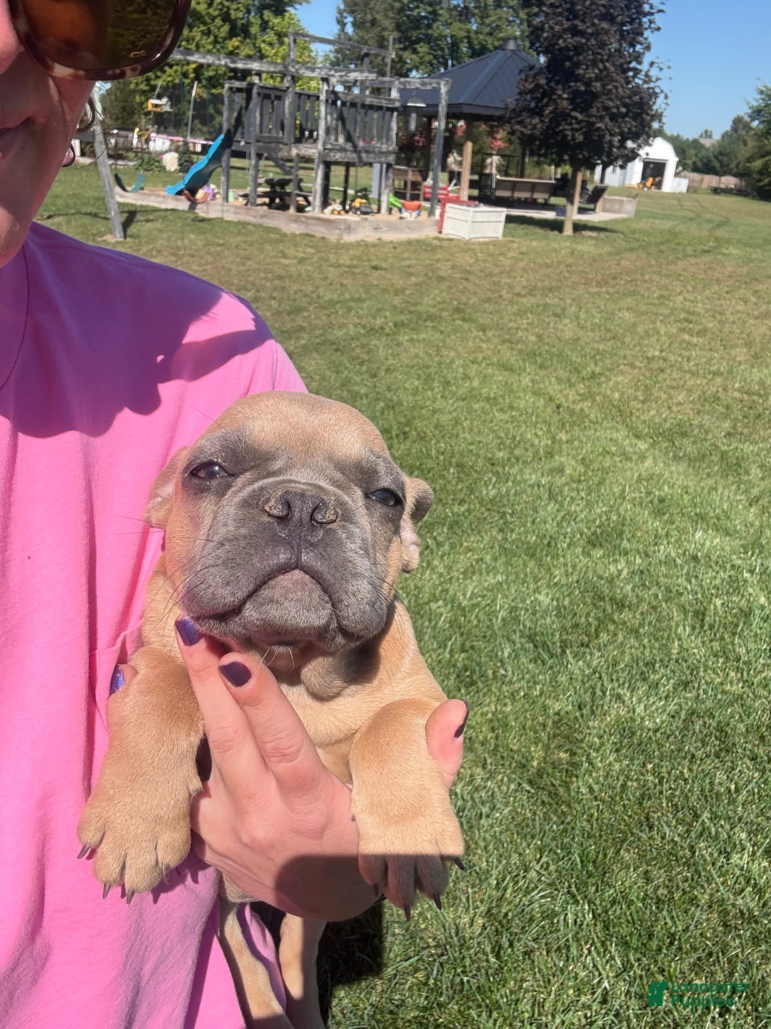 French Bulldog dogs for sale: Susan - Ad 5