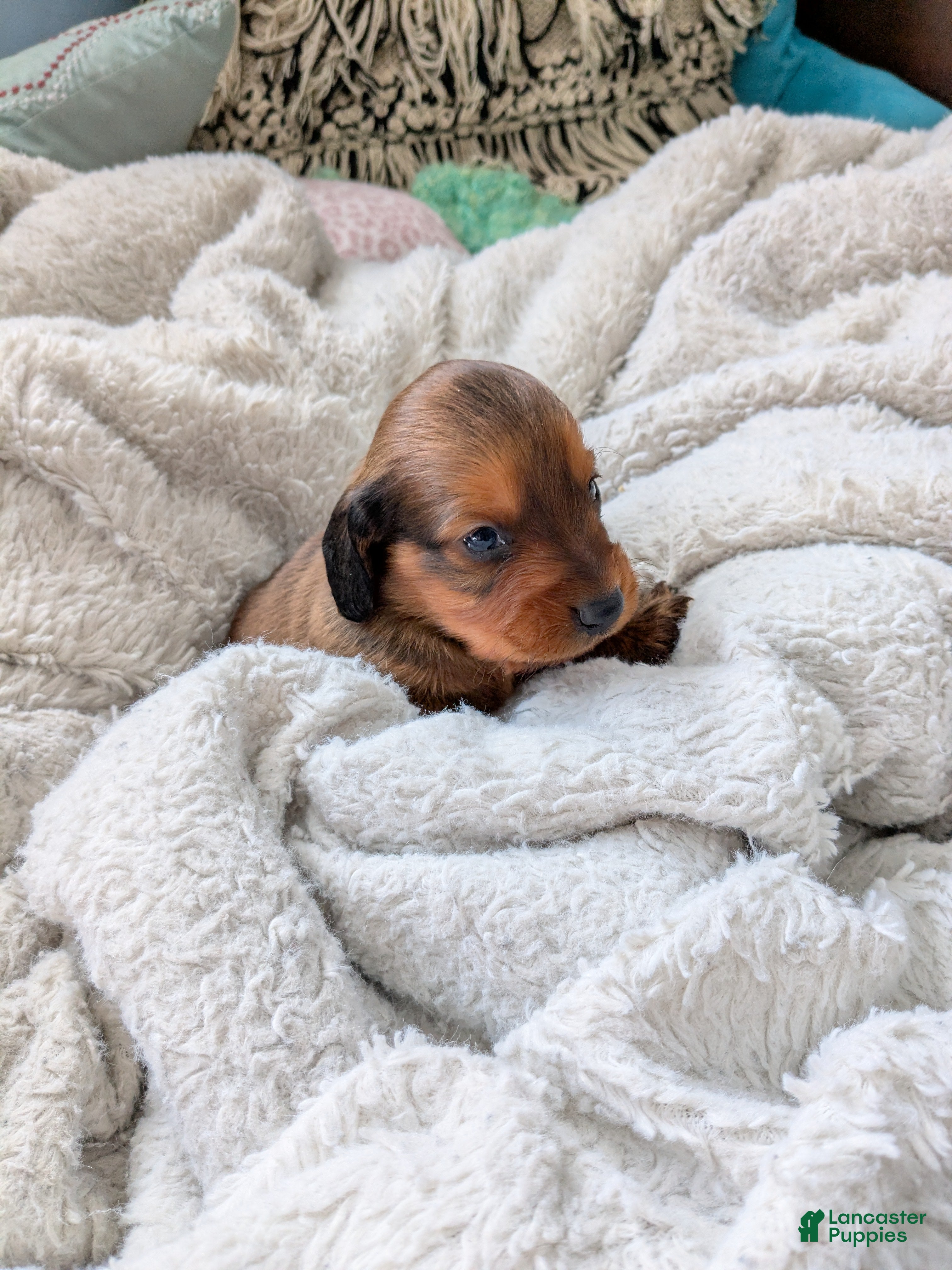 Dachshund dogs Dachshund Puppy 1 - Ad 36