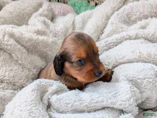 Dachshund dogs Dachshund Puppy 1 - Ad 36