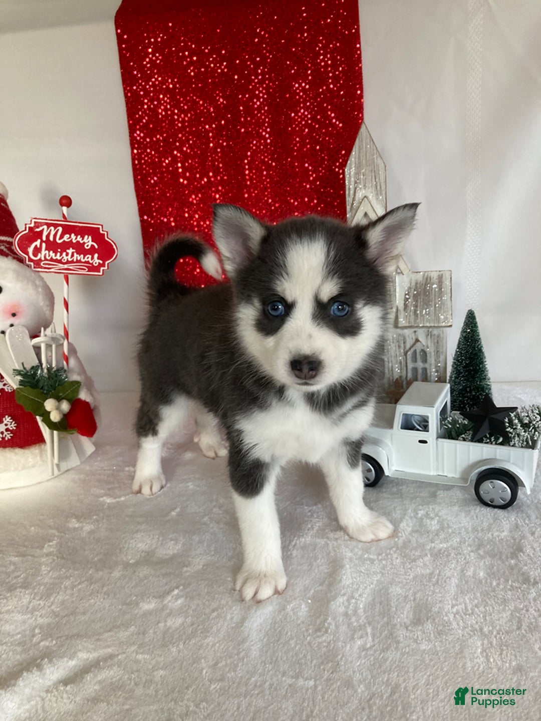 Pomsky dogs for sale: Milo - Ad 2