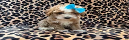Cockapoo dogs for sale: Fancy - Ad 5