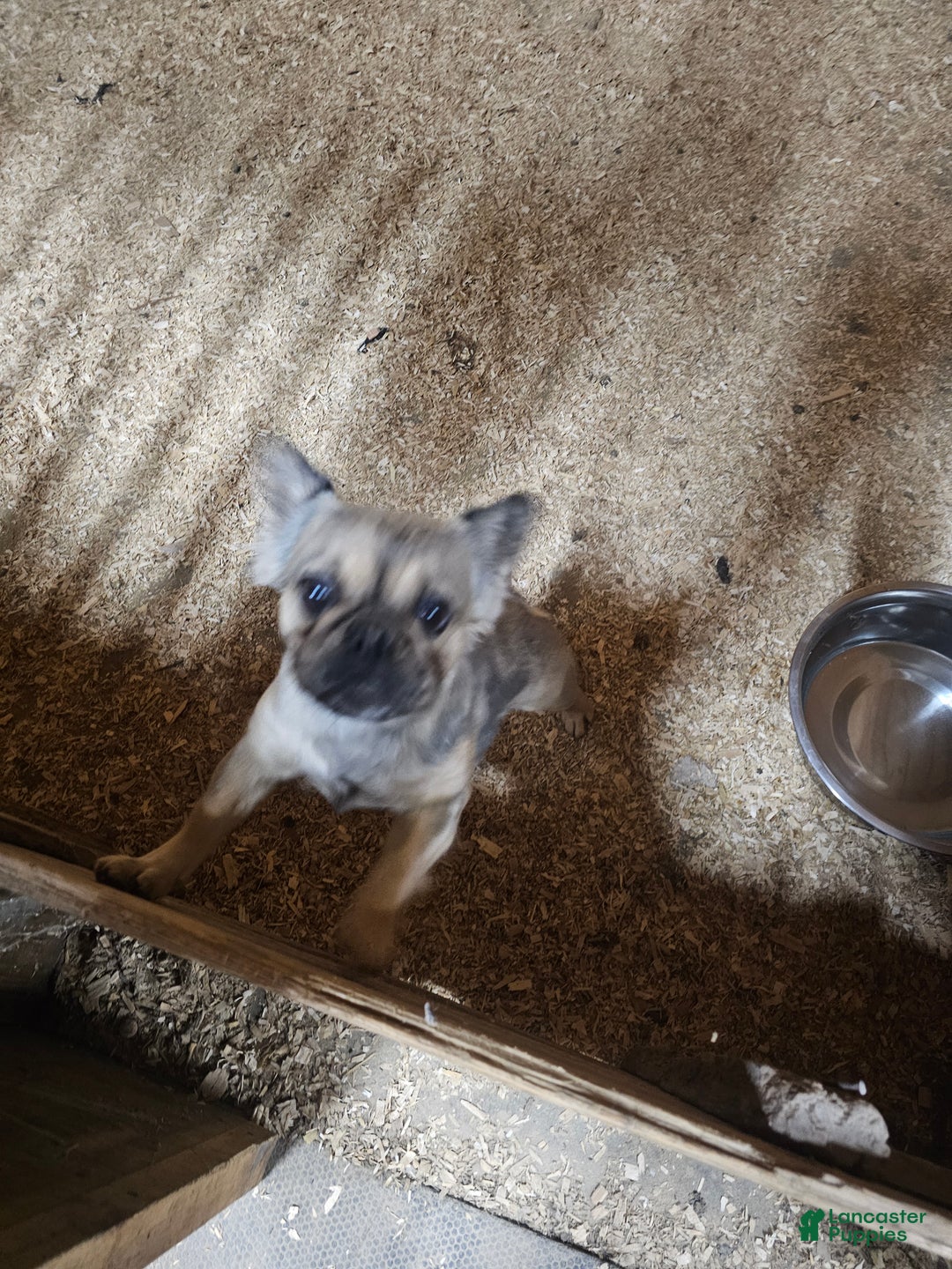 French Bulldog dogs for sale: Izzy - Ad 2